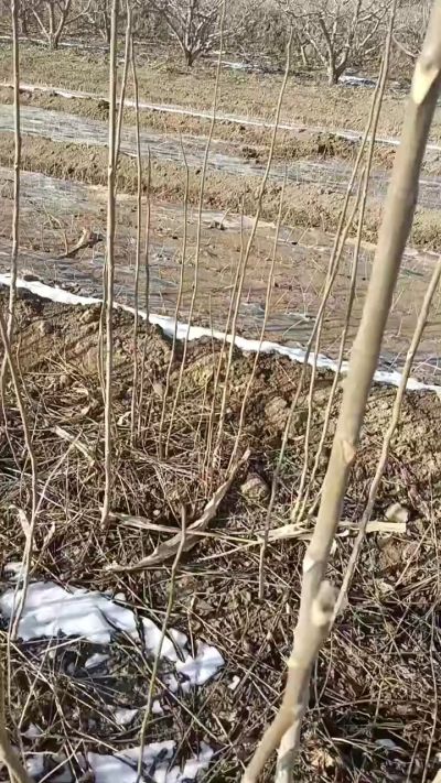 出售臭椿苗，巨峰葡萄苗。药用连翘苗，科研五号优质种苗，2/5年苗，药用连翘树，挂果树，全国包邮到家！财富密码18534302961