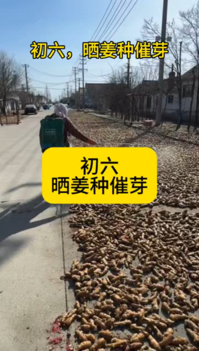 大年初六，晒姜种催芽