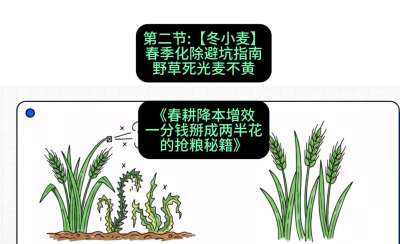 第二节：【冬小麦】春季化除避坑指南，野草死光麦不黄