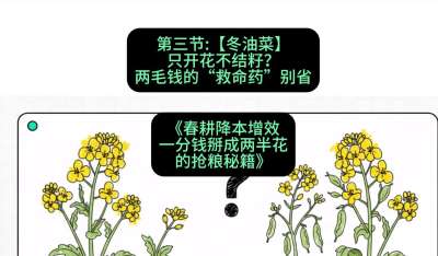 第三节：【冬油菜】只开花不结籽？两毛钱的&ldquo;救命药&rdquo;别省