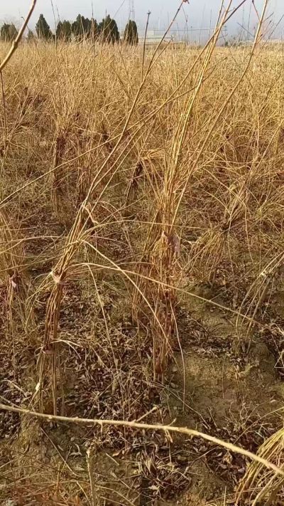 出售药用连翘苗，科研五号优质种苗，2/5年苗，药用连翘树，挂果树，全国包邮到家！财富密码18534302961出售药用连翘苗，科研五号优质种苗，2/5年苗，药用连翘树，挂果树，全国包邮到家！财富密码1