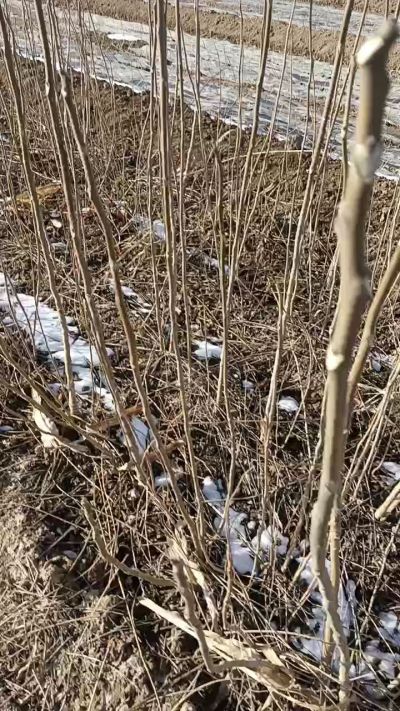 出售臭椿苗，巨峰葡萄苗。药用连翘苗，科研五号优质种苗，2/5年苗，药用连翘树，挂果树，全国包邮到家！财富密码18534302961