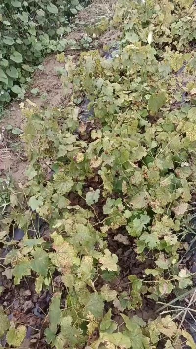 出售巨峰葡萄苗。药用连翘苗，科研五号优质种苗，2/5年苗，药用连翘树，挂果树，全国包邮到家！财富密码18534302961