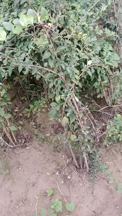 出售药用连翘苗，科研五号优质种苗，2/5年苗，药用连翘树，挂果树，全国包邮到家！财富密码18534302961