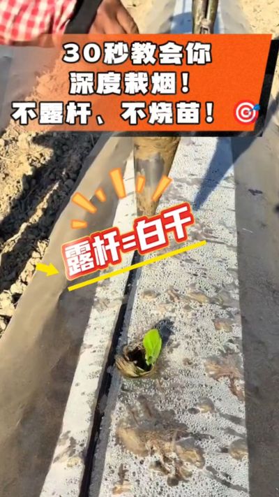 这个栽法太关键了！深栽是烤烟成活的根本，亲测有效！