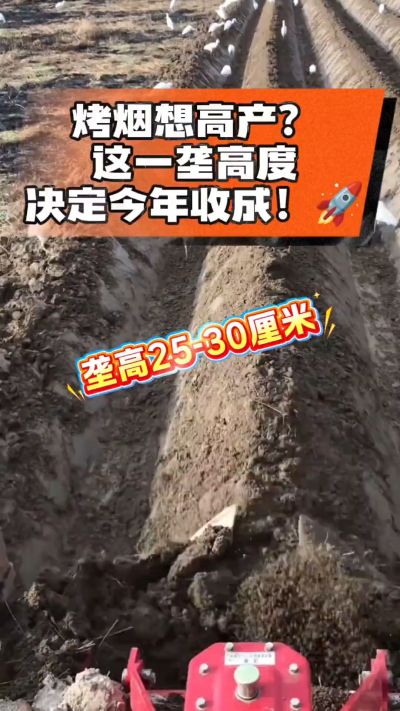 想让烤烟高产，就得从细节抓起。分享一点实打实的干货，只为帮大家少走弯路，种出好烟叶！🌱👍