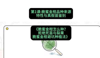 第1节：脆蜜金柑品种来源、特性与真假苗鉴别，课程：《脆蜜金柑怎么种？拒绝死苗与裂果，脆蜜金柑8步避坑种植法》#识农AI