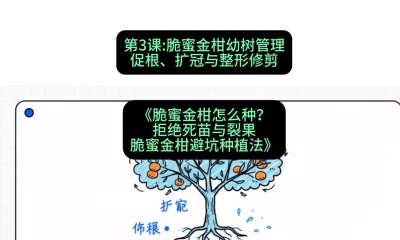 第3节：脆蜜金柑幼树管理：促根、扩冠与整形修剪，课程：《脆蜜金柑怎么种？拒绝死苗与裂果，脆蜜金柑8步避坑种植法》#识农AI