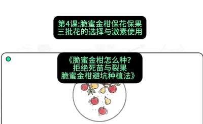 第4节：脆蜜金柑保花保果：三批花的选择与激素使用，课程：《脆蜜金柑怎么种？拒绝死苗与裂果，脆蜜金柑8步避坑种植法》#识农AI