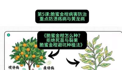 第5节：脆蜜金柑病害防治：重点防溃疡病与黄龙病，课程：《脆蜜金柑怎么种？拒绝死苗与裂果，脆蜜金柑8步避坑种植法》#识农AI