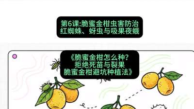 第6节：脆蜜金柑虫害防治：红蜘蛛、蚜虫与吸果夜蛾，课程：《脆蜜金柑怎么种？拒绝死苗与裂果，脆蜜金柑8步避坑种植法》#识农AI