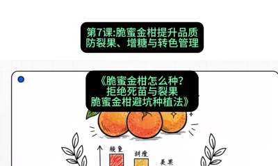 第7节：脆蜜金柑提升品质：防裂果、增糖与转色管理，课程：《脆蜜金柑怎么种？拒绝死苗与裂果，脆蜜金柑8步避坑种植法》#识农AI