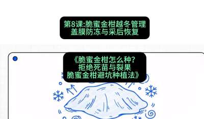 第8节：脆蜜金柑越冬管理：盖膜防冻与采后恢复，课程：《脆蜜金柑怎么种？拒绝死苗与裂果，脆蜜金柑8步避坑种植法》#识农AI