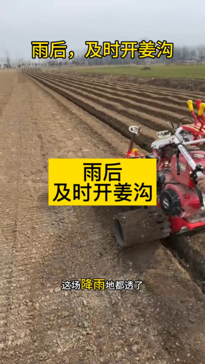 雨后，及时开姜沟！