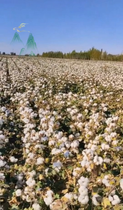 澳棉王霸棉，一定要种哦