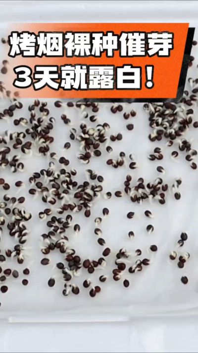 烤烟裸种催芽小技巧，清水浸泡、保温保湿，3天就能露白，出苗快又齐！烟农朋友收藏备用～