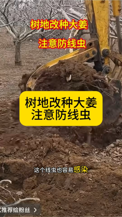 树地改种大姜，注意防线虫！