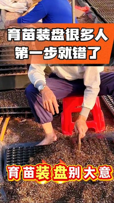烤烟育苗基质装盘，一步做对，出苗整齐又壮苗！装盘技巧记牢，少走弯路，育苗更省心
