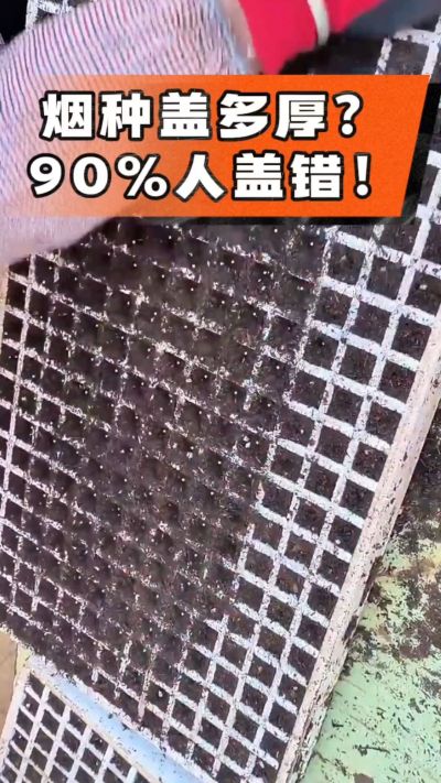 烟种盖多厚？90%烟农都盖错！薄盖才出苗齐、不闷种，烤烟育苗关键一步，照着做就对了