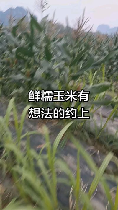 农户种植的白糯玉米大量上市，助农帮农在行动