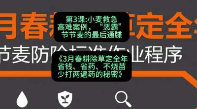 第3节：小麦救急高难案例，&ldquo;恶霸&rdquo;节节麦的最后通牒，课程：《3月春耕除草定全年：省钱、省药、不烧苗、少打两遍药的秘密》