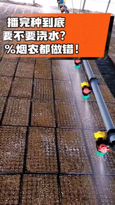 烤烟播完种一定要浇透底水，喷雾慢浇、别大水冲，盘底漏水才算到位，出苗又齐又壮！#烤烟育苗 #烤烟种植 #烟农干货 #育苗技术