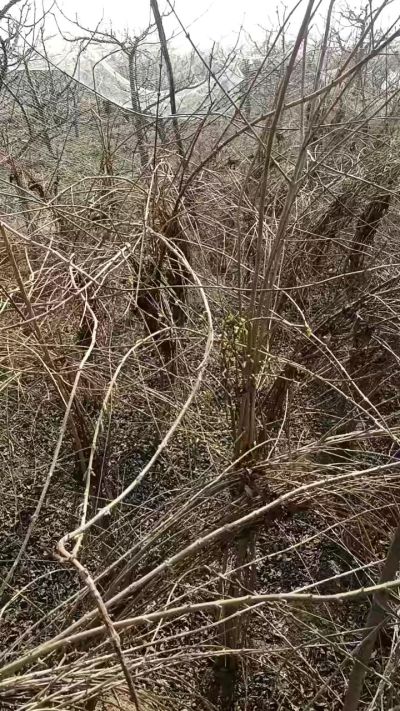 出售药用连翘苗，科研五号优质种苗，2/5年苗，药用连翘树，挂果树，全国包邮到家！财富密码18534302961