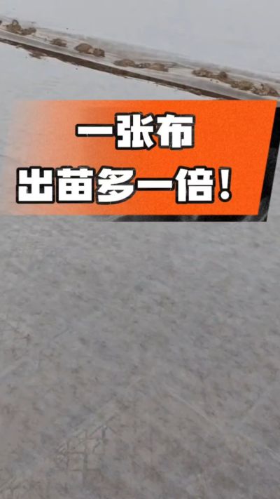 烤烟育苗盖无纺布，保温保湿出苗齐，不烂种、出苗快，烟农必备小技巧！