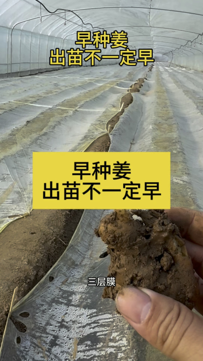 早种姜，出苗不一定早！