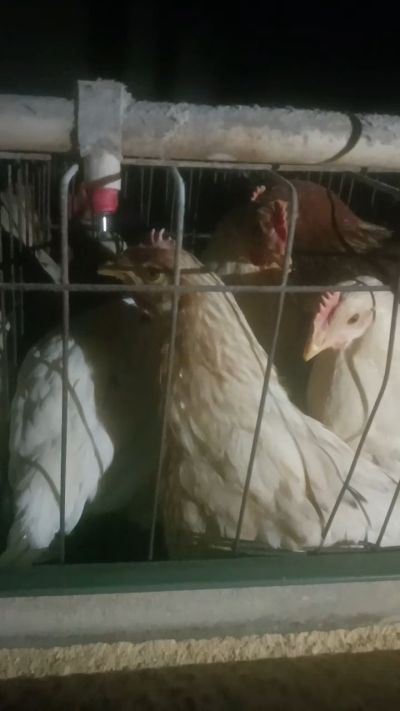 这鸡群在怪叫，怪叫的原因是痰化黏着，形成的比呼噜更重的一种呼吸道。其病因为肺中有热，热灼而痰黏，从而引起的怪叫。