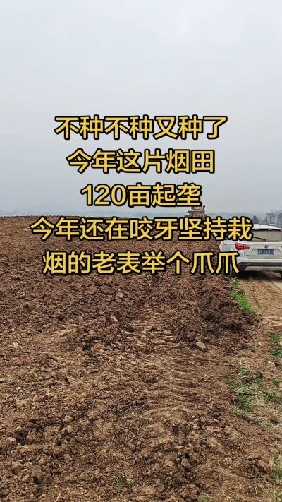 不种不种又种啦，还在咬牙坚持栽烟的老表集合啦！