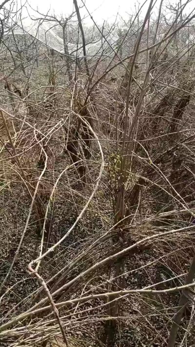 药用连翘苗，科研种苗定制树。挂果树。需要联系18534302961