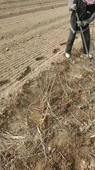 臭椿苗，一年籽播苗，地径0.5/1公分以上。需要联系18534302961