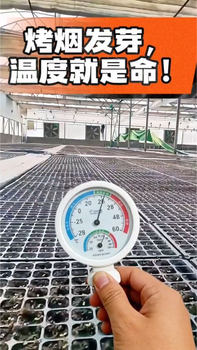 老烟农都懂：发芽温度不对，后期再管都白费！