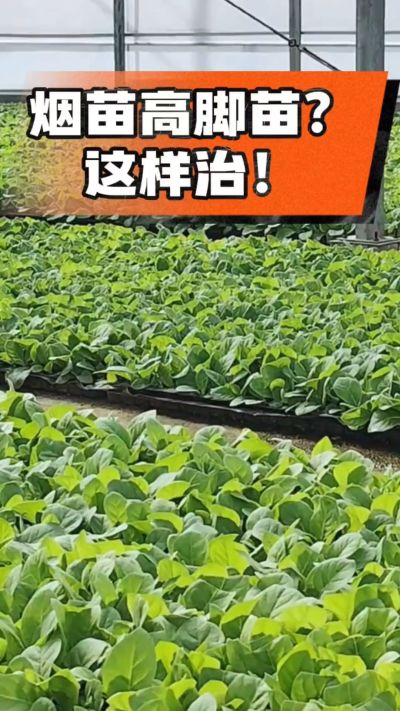 烤烟齐苗期管理关键：精准控温，防高脚苗，培育壮苗好上手！