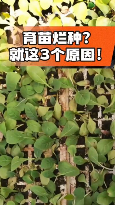 烤烟育苗烂种？3个原因讲清楚！消毒、控水、控温，做到就苗齐苗壮🔥
#烤烟育苗 #烤烟种植 #烂种防治 #烟农