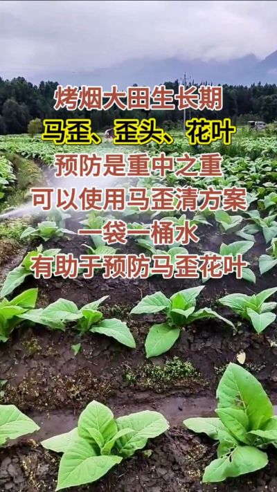烤烟大田生长期，马歪歪头花叶预防是重中之重，可以使用马歪清方案，一袋一桶水，有助于预防马歪花叶。
烤烟管理早做一步，后期少操心！#烤烟种植#烤烟管理#烤烟大田管理#烤烟病害防治