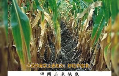 系统，重点的讲解氮肥的作用及缺氮的简单判断