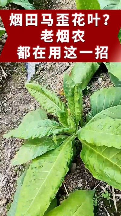 烤烟马歪、花叶不用愁！老烟农都在用的土方法，预防效果好。想了解用法的评论区留言。 #烤烟管理 #烤烟病害 #烤烟马歪 #烤烟花叶病