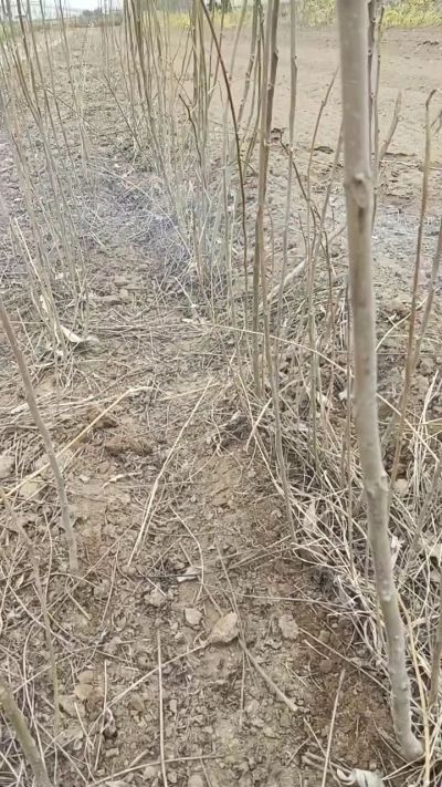 臭椿苗，一年籽播苗。需要联系18534302961