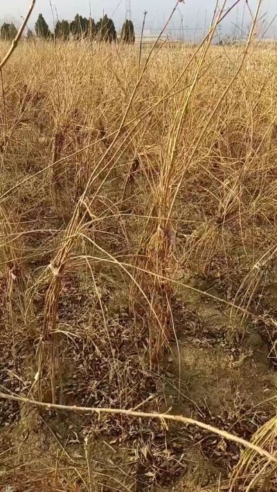 出售药用连翘苗，科研五号优质种苗，2/5年苗，药用连翘树，挂果树，全国包邮到家！财富密码18534302961出售药用连翘苗，科研五号优质种苗，2/5年苗，药用连翘树，挂果树，全国包邮到家！财富密码1