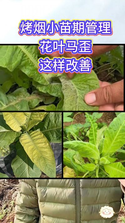烤烟小苗期管理，花叶马歪问题这样改善