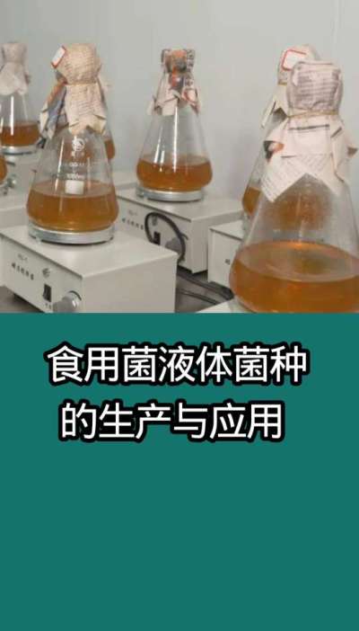 食用菌液体菌种的生产与应用