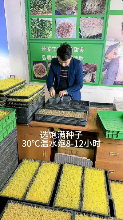8秒看懂芽苗菜种植，就这几步：选好种、泡够时、铺匀了、勤喷水，不用土不费事儿，新手也能种得绿油油。想试试的，跟着做准成～