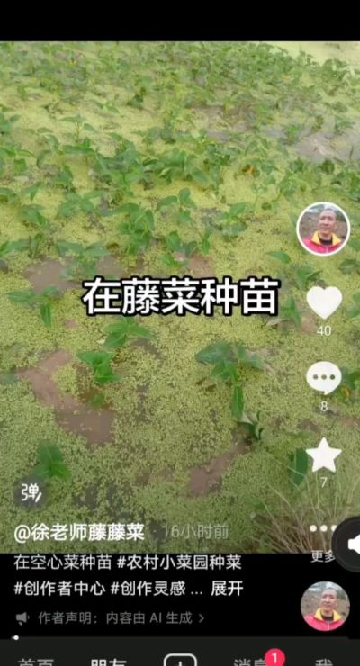 要想空心菜成活率高，种苗先栽到水田里，搬出去