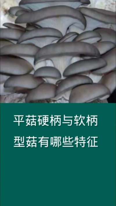 平菇硬柄与软柄型菇的特征