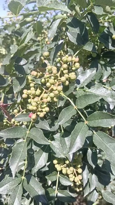 狮子头花椒苗，大量供应优质品种苗，苗圃基地直销。全国包邮到家。需要联系我